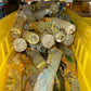 Glass Steamroller Pipes